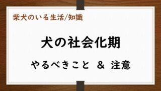 犬の社会化と社会化期//犬を飼って最初にやること