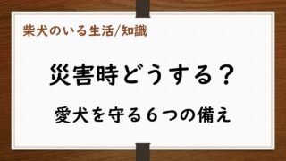 災害時に愛犬を守るための６つの備え