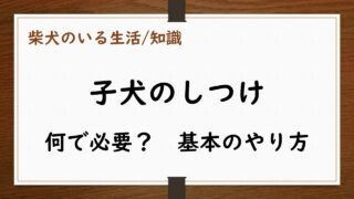 犬のしつけ//どうしてしつけが必要？//しつけ方の基本