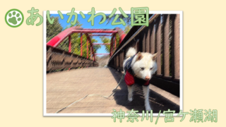 柴旅//宮ケ瀬湖 あいかわ公園